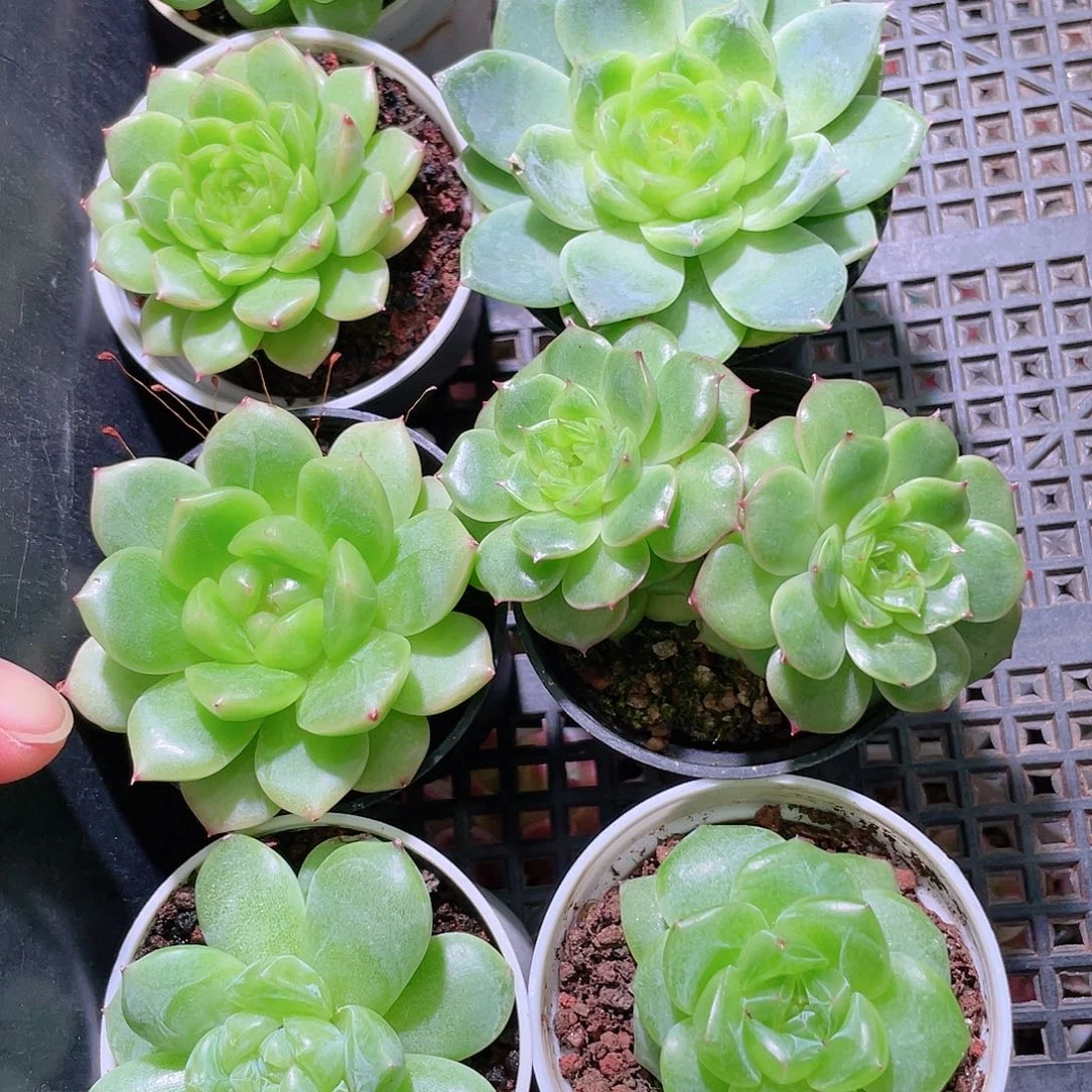 Y***V花利美15-117框拍7颗