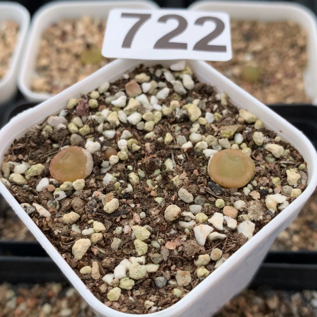 722哈灯母本一颗