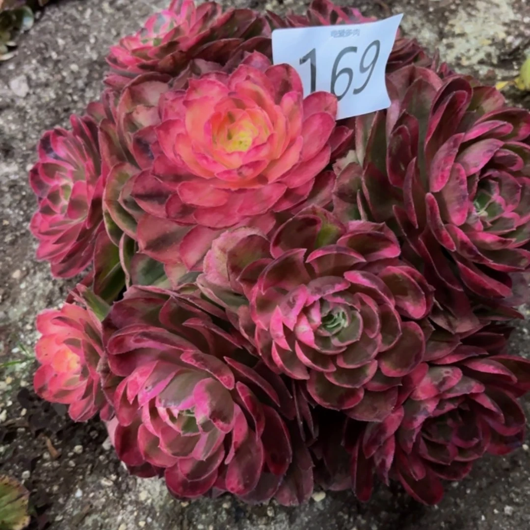 哈哈多肉葡萄福利来169