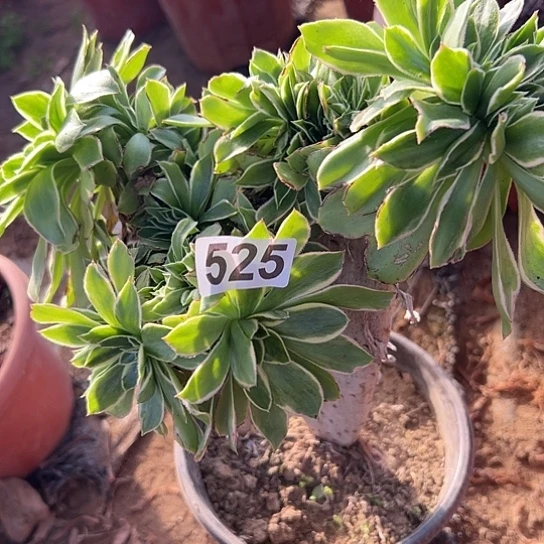 Z***Y多肉植物一个大叶525