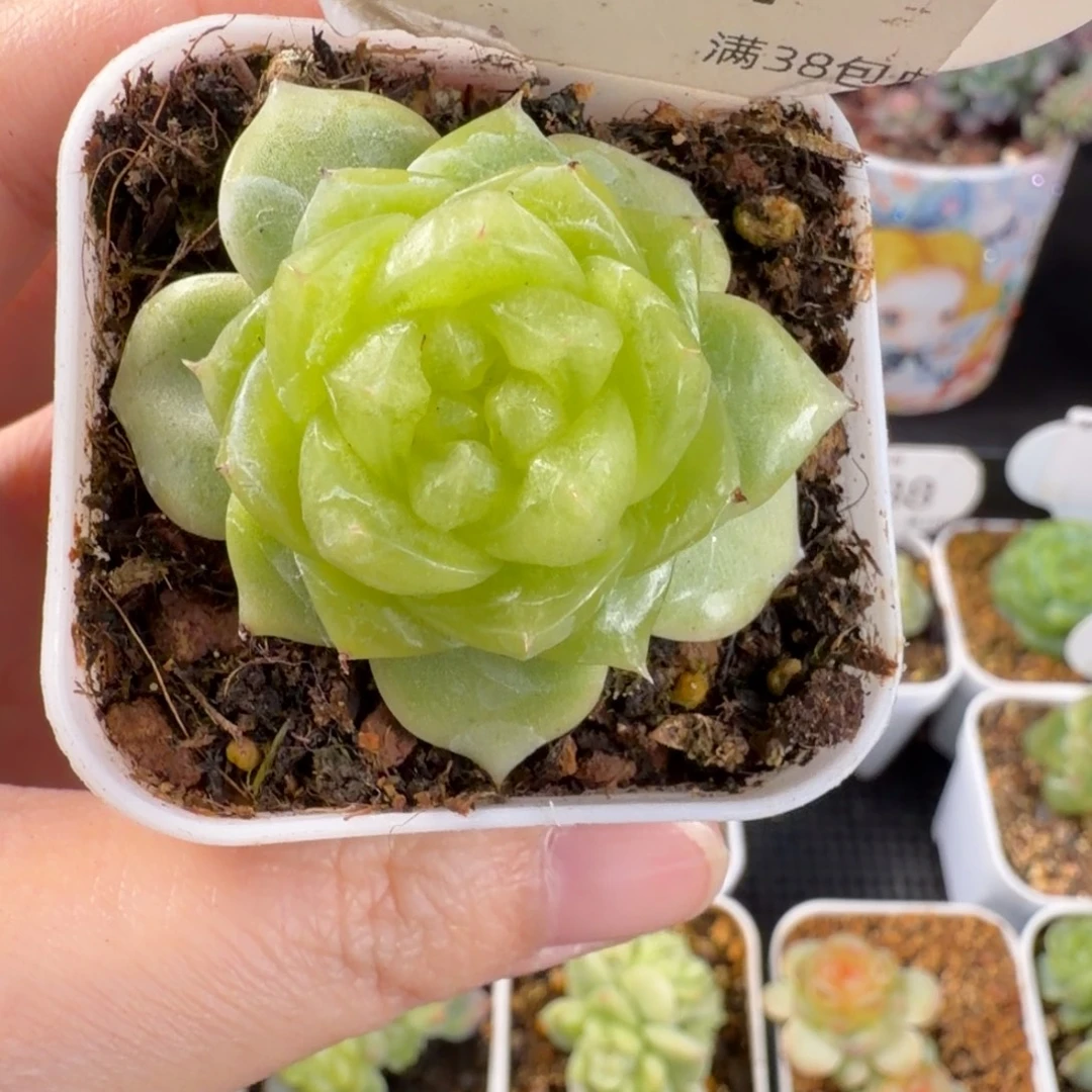 玻璃珍妮单头91号