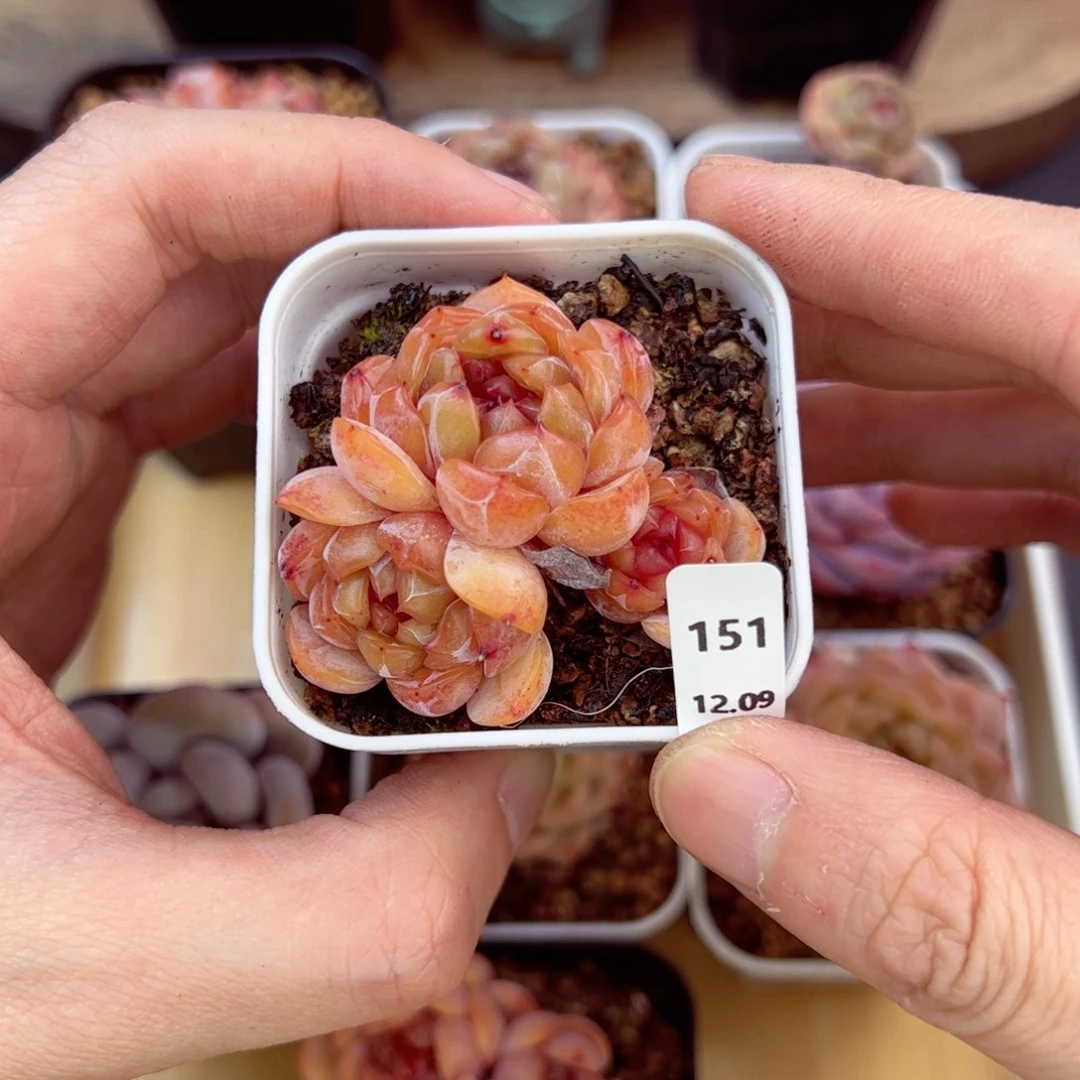 好好看151、哈哈哈哈哈