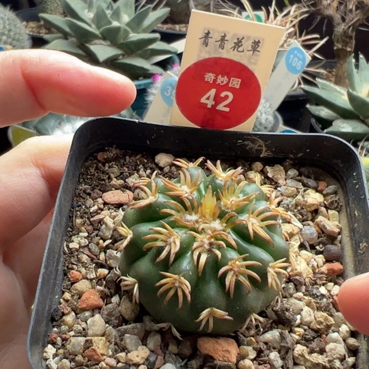 实生豪刺猫爪圆盘玉3.7cm