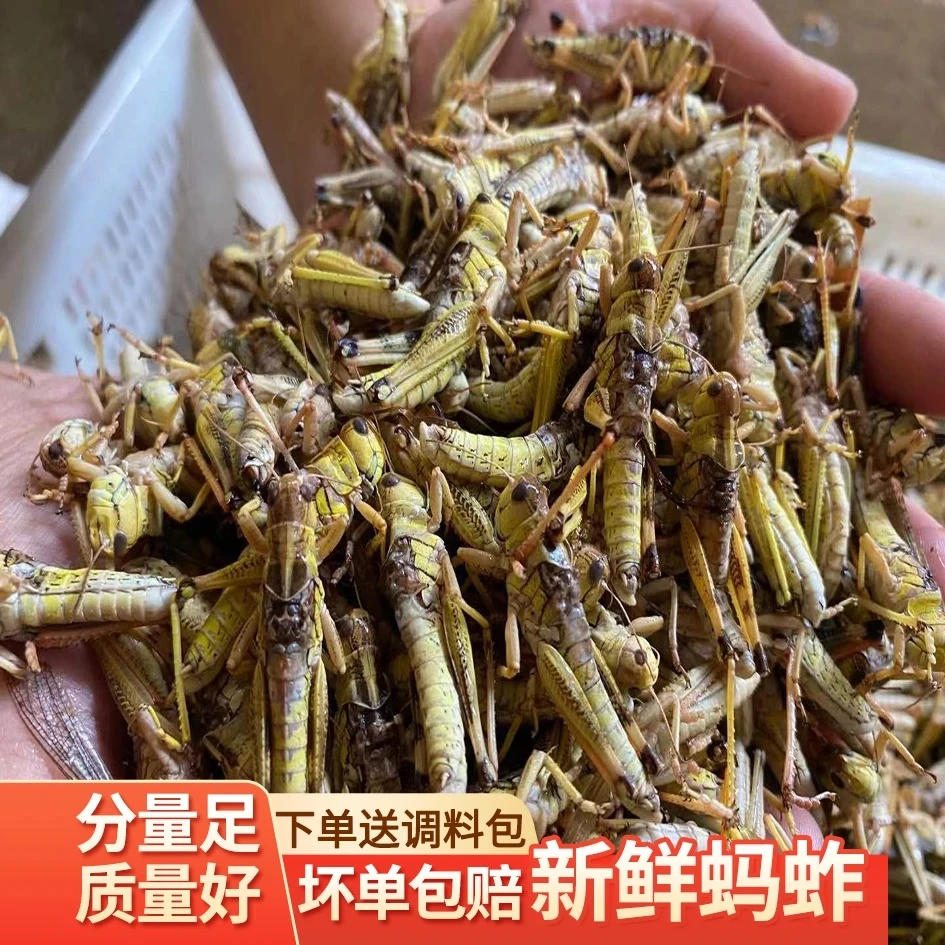 新鲜速冻蚂蚱蝗虫批发蚱蜢带籽纯母去翅纯母蚂蚱包邮烧烤油炸吃