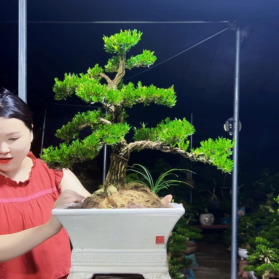 无花朵黄杨木