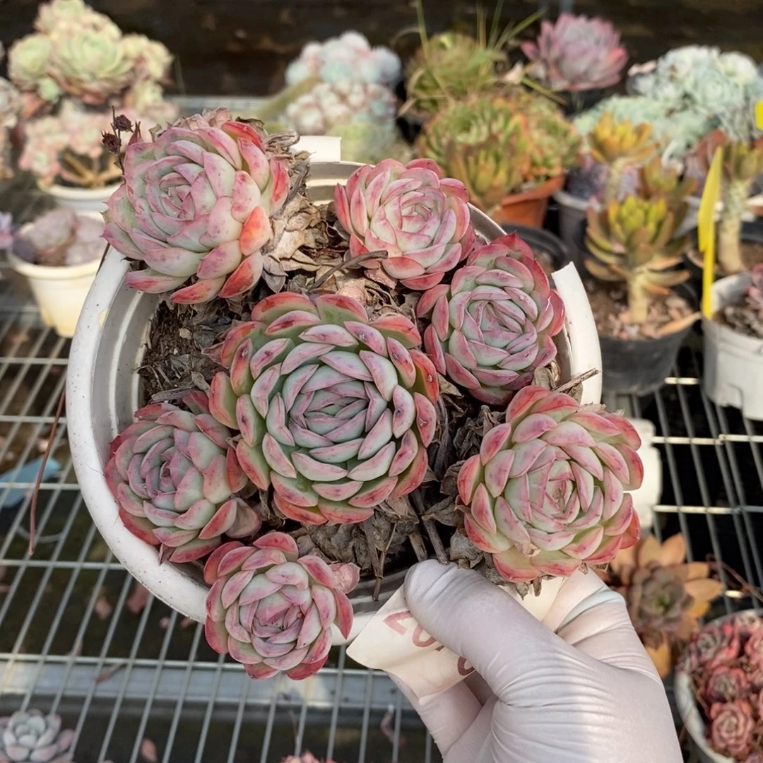 2073草莓冰一物一拍