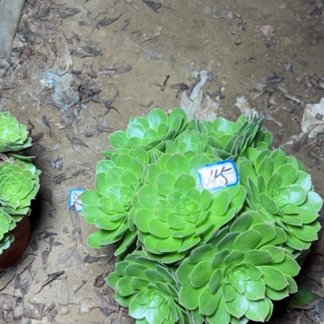 【闪购商品】7****?断枝不包45