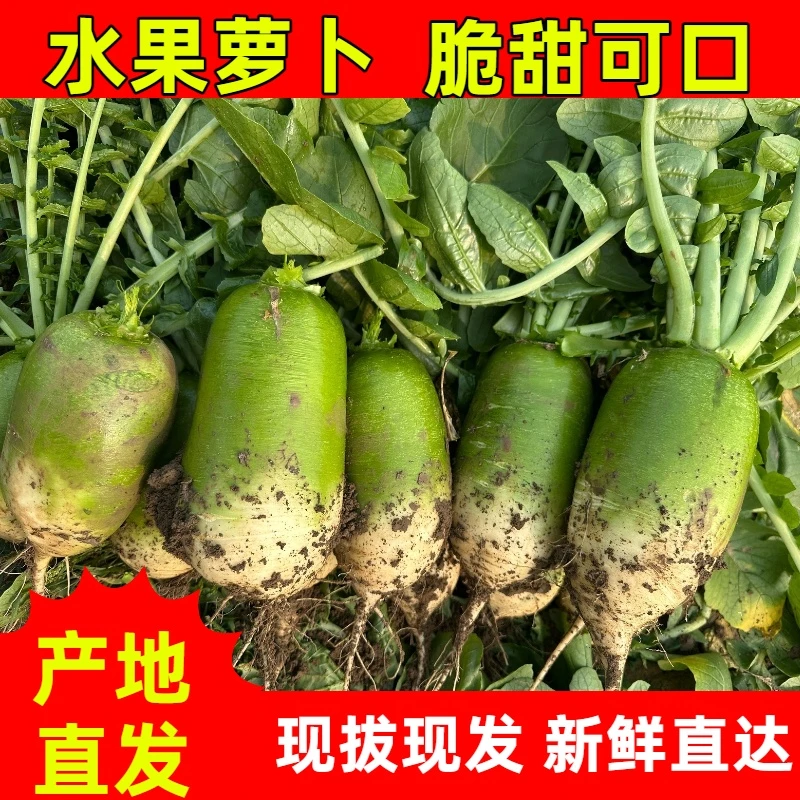河南翠玉夏2号正宗水果萝卜脆甜多汁现拔现发农家自种新鲜直达
