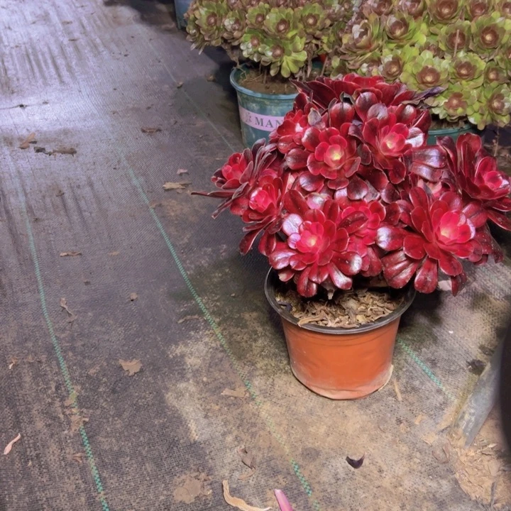 101美杜莎多肉多肉多肉