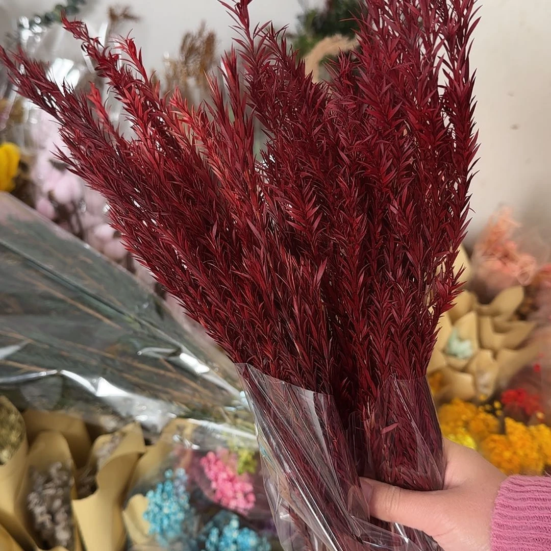 F23号红色千层金1把