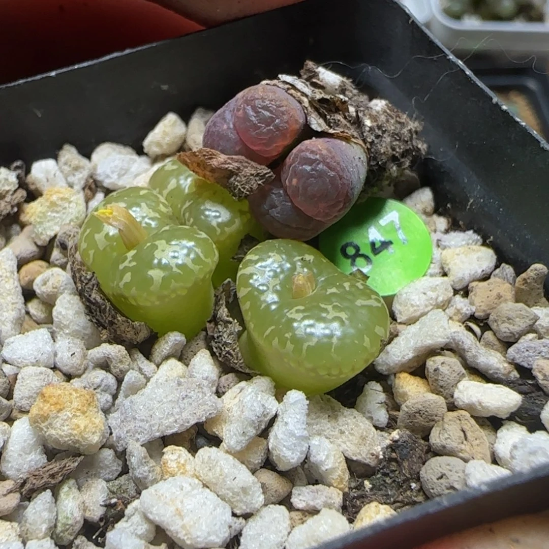 专拍漂亮多肉植物847