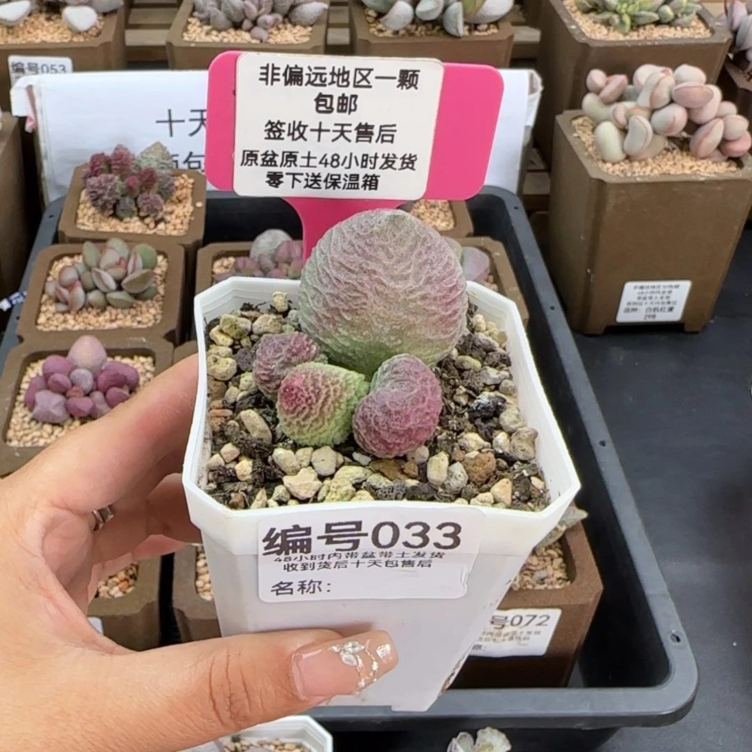 沐***033巨猪宝多肉植物