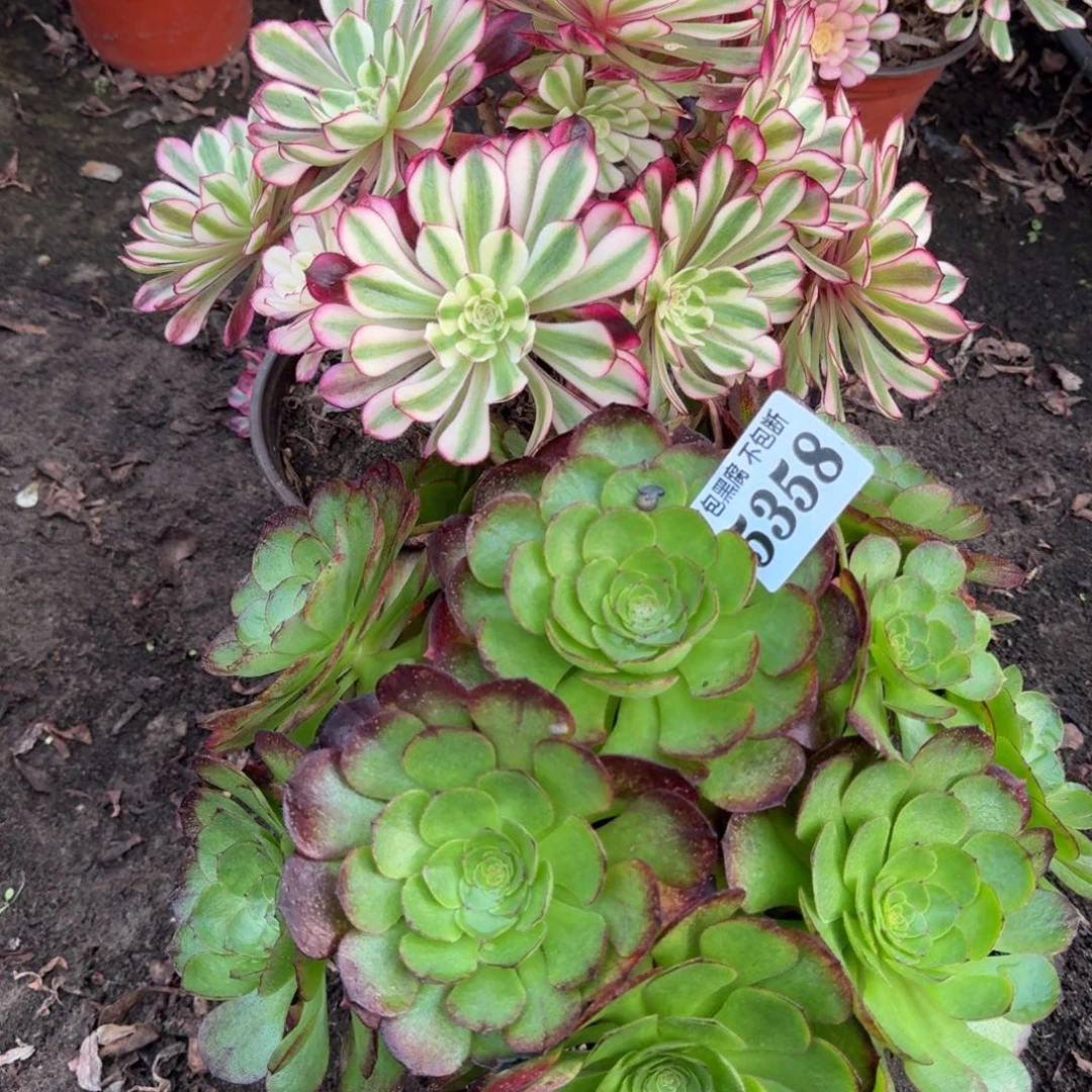 白月光 万圣节5358 19-35