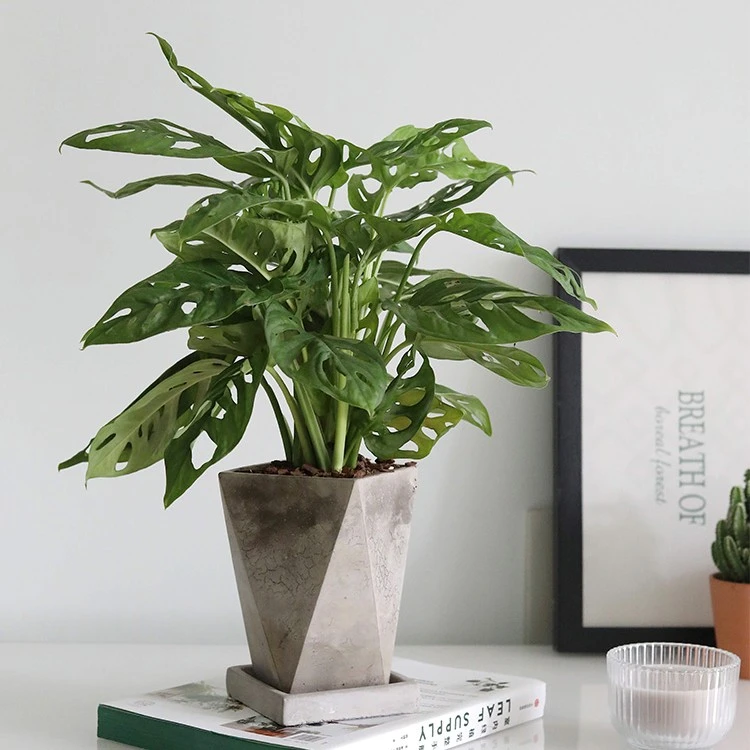 米歇尔仙洞龟背竹 盆栽绿植