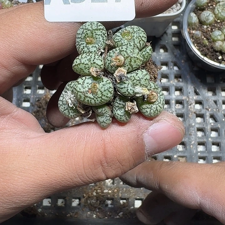 327 多肉植物多肉植物