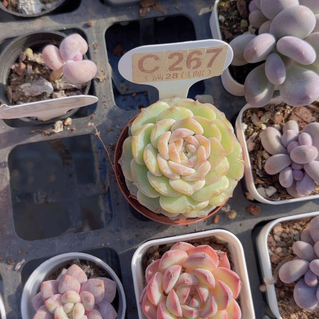 C267粉恋一物一拍