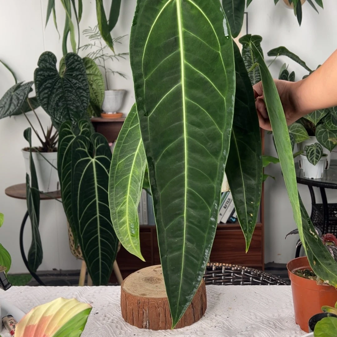 完全开放黑窄鹤后叶长56