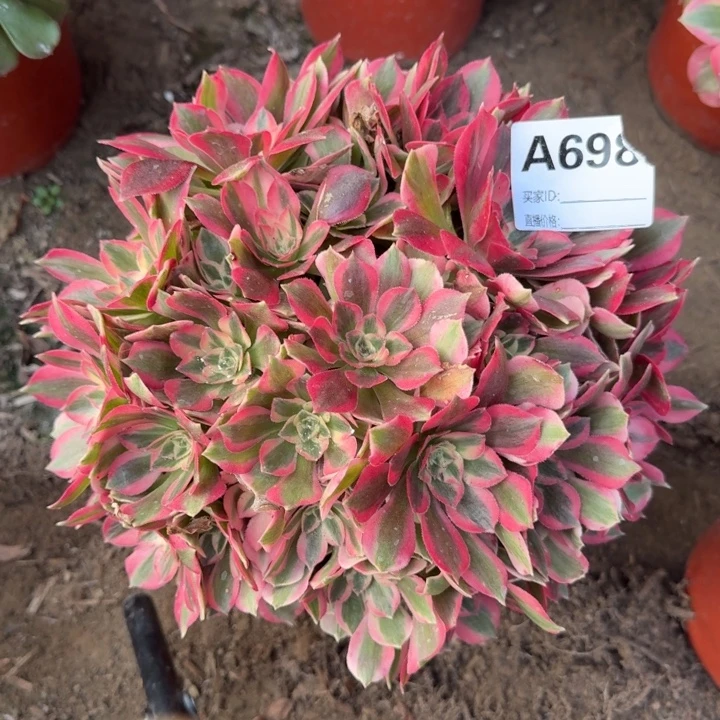 妖月698号多肉法师