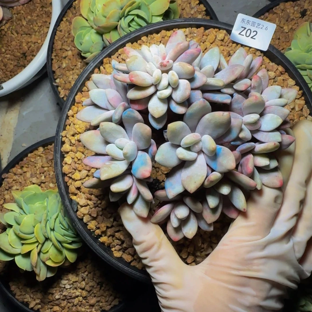 z z z z z z z z z z 2