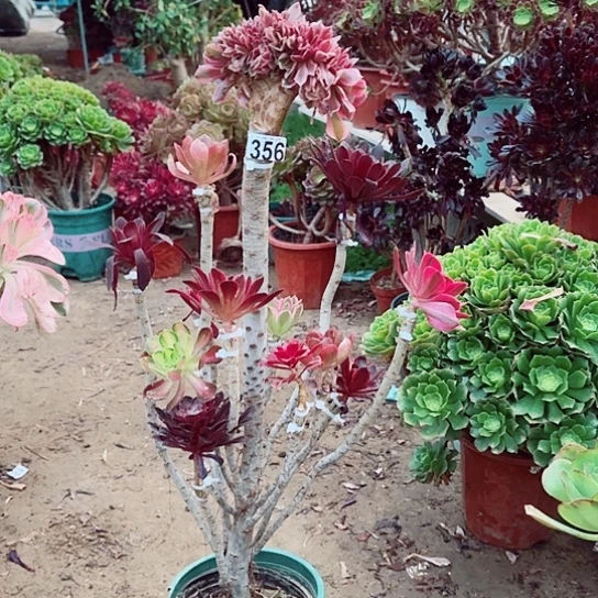 356嫁接老桩法师