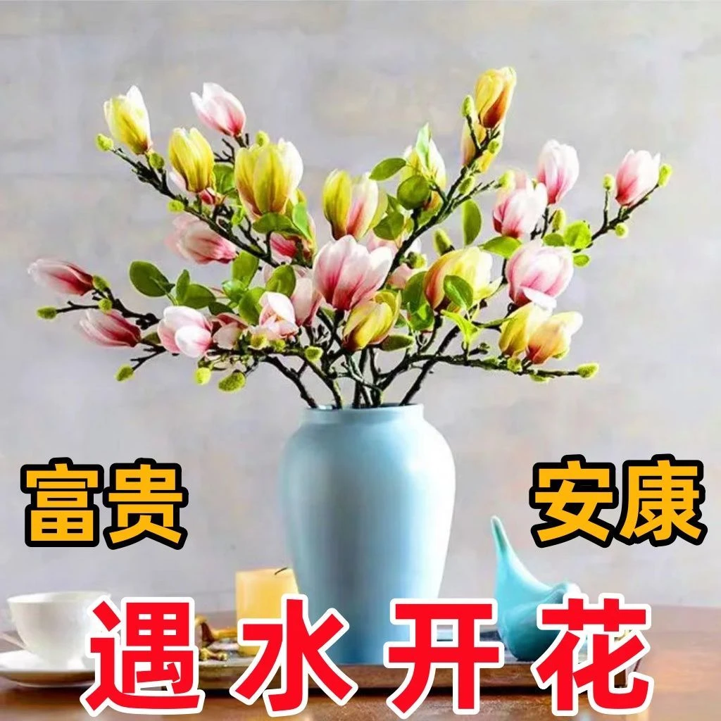 【遇水开花】新年装饰玉兰花枝水培水养植物年宵花卉室内好养耐寒