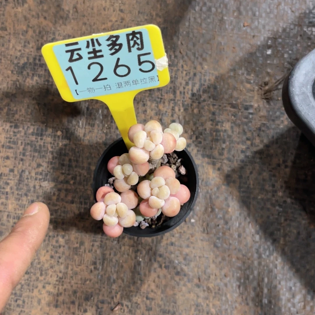 永***間云尘多肉一物一拍1265，