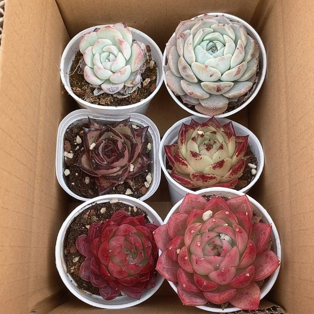 9.9包邮 6个装 5178