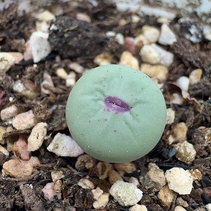 老马生石花小红嘴