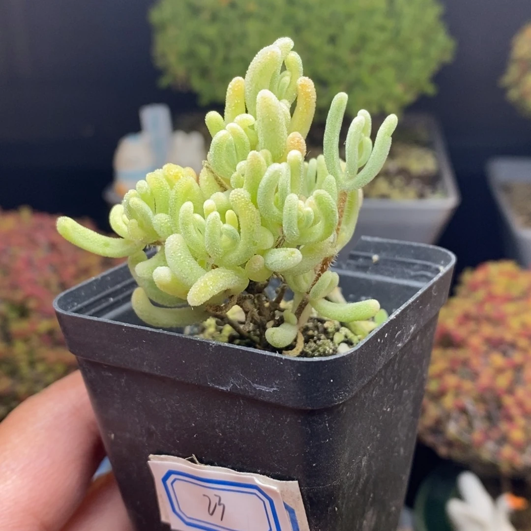 无花朵23号橙叶锦枝干