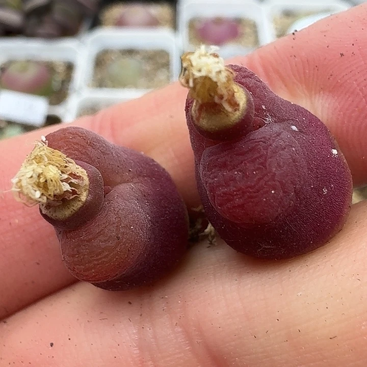 老马生石花水蜜桃1943