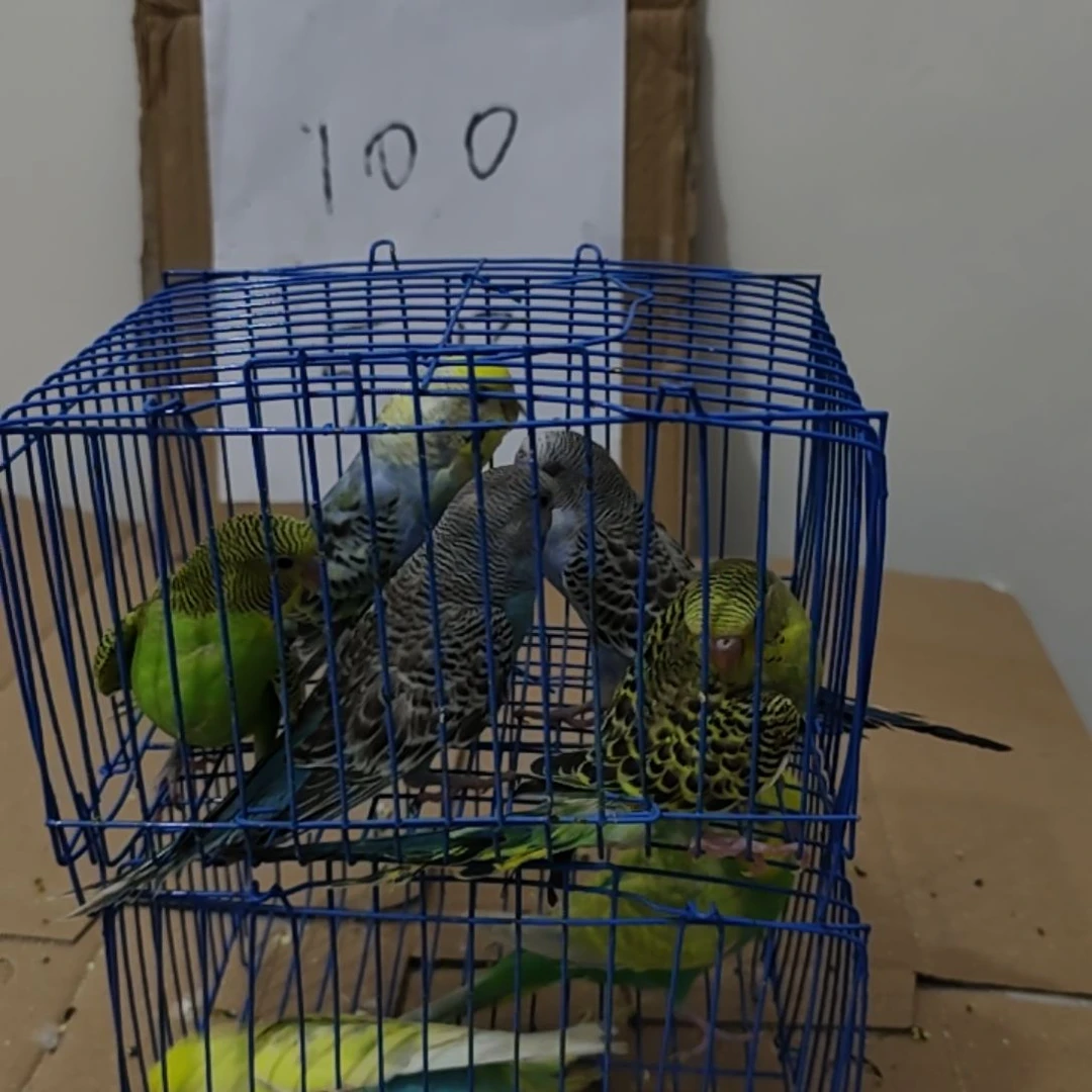 笑**雲金彩鹦鹉鹦鹉1对