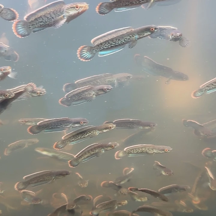 雷龙印尼鬼王111111