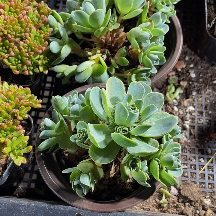 大山地玫瑰带盆土发