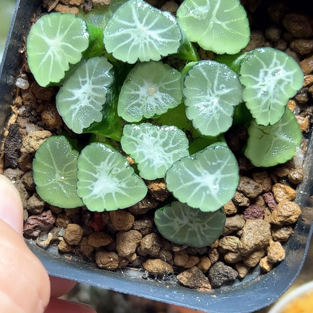 大吉万象十二卷多肉植物