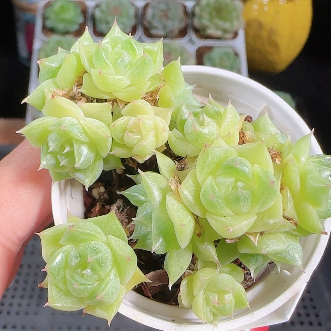 0930-47麦秆优选不包整