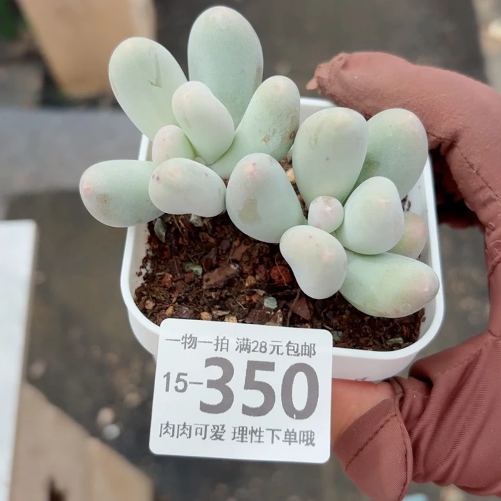 米可奶多肉无盆土发货多
