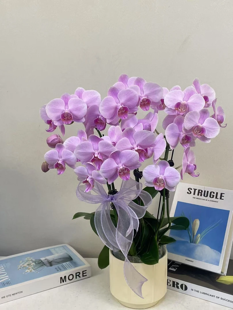 蝴蝶兰 【万人迷】真花 秋冬耐寒花卉 四季开花 多样性发货
