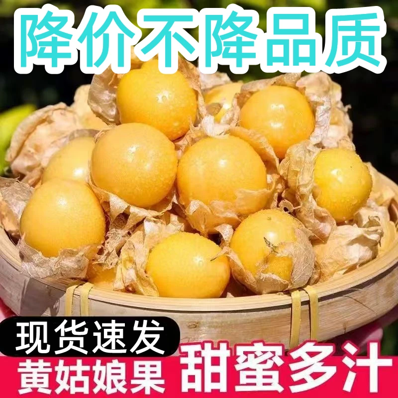 【不甜包赔】东北头茬姑娘果新鲜采摘当季水果香甜爆汁灯笼果包邮