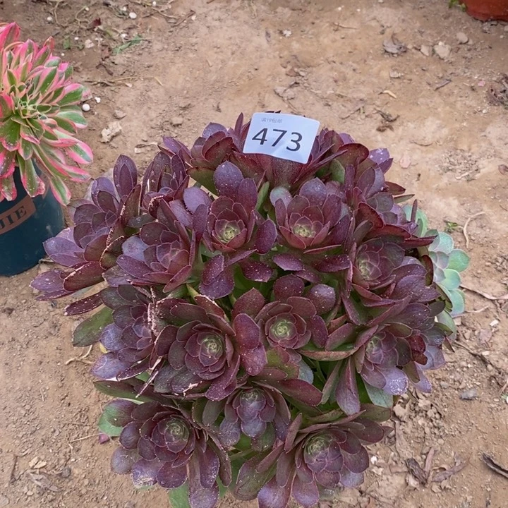 473沙拉碗绣球新桩