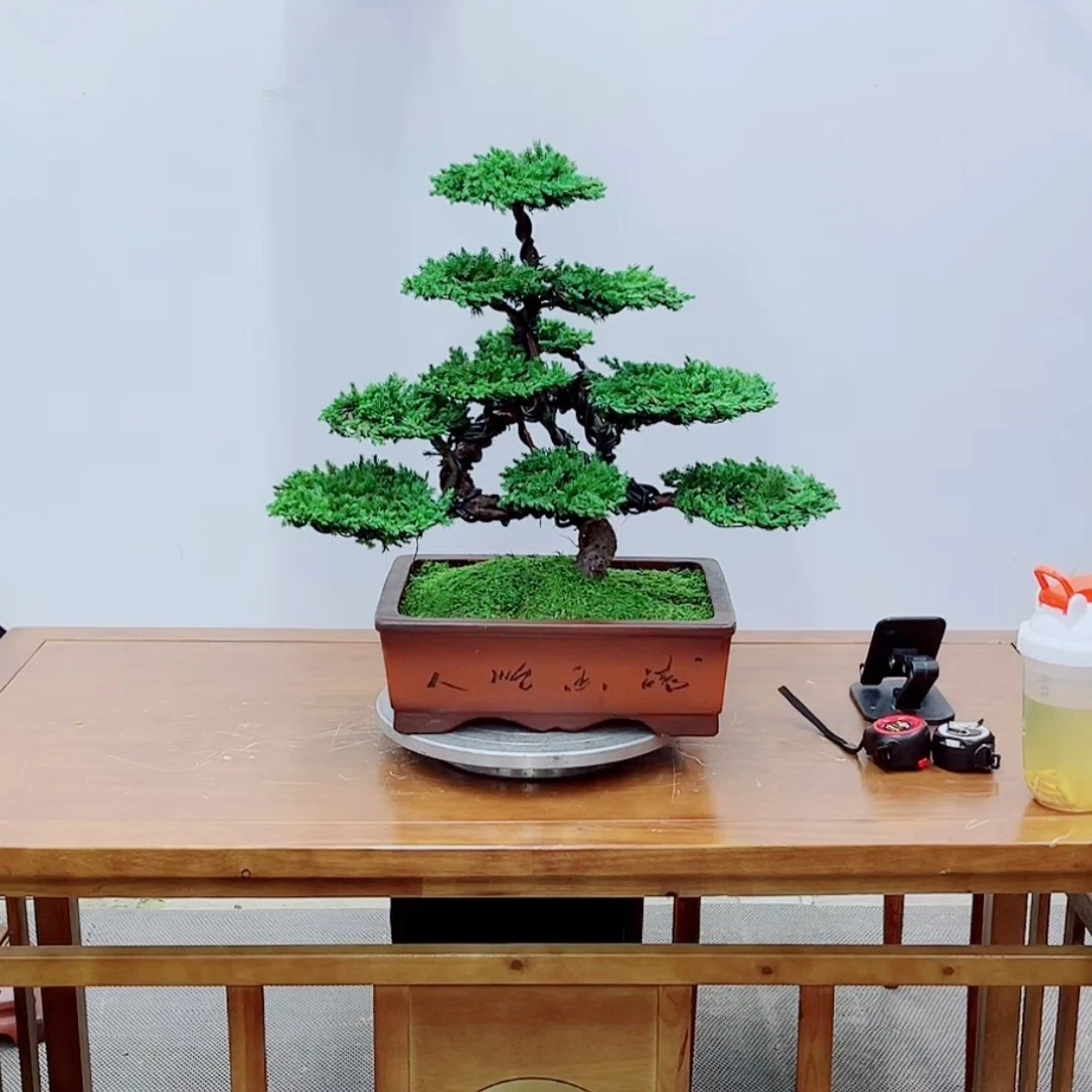 精品老桩一物一拍红牙罗汉松盆景