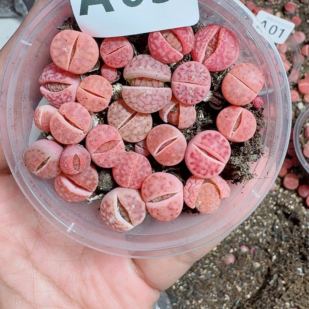 3多肉植物多肉植物