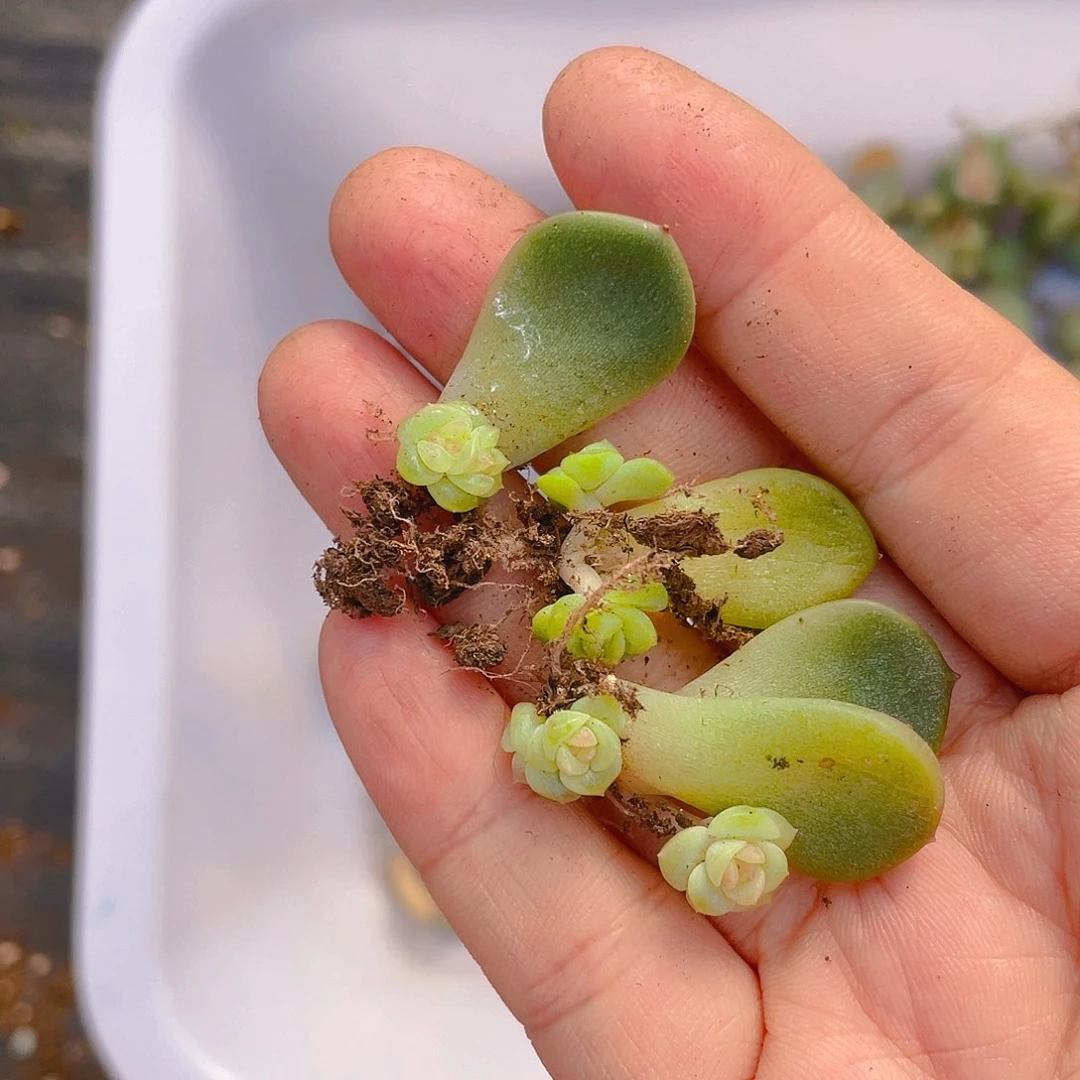 T109 芝麻中苗一个满25包邮