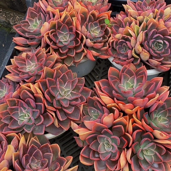 控养状态紫气东来无砍群