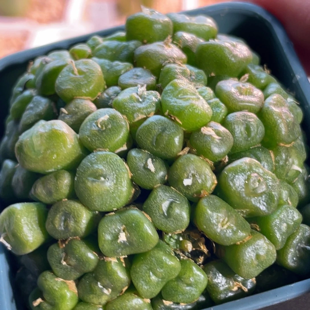 嘟嘟嘴方糖植物一物一拍