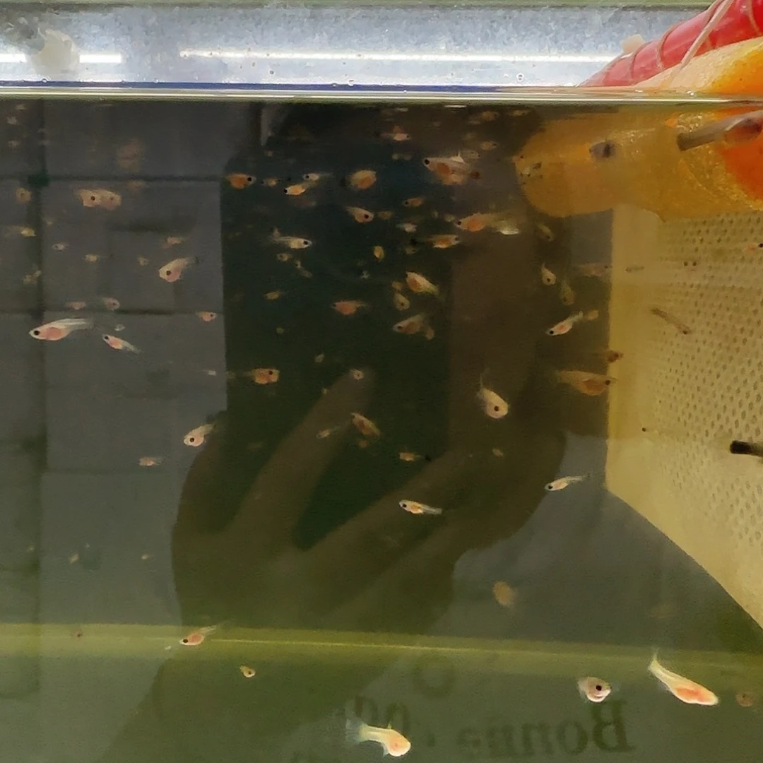 孔雀鱼练手蓝礼服玻璃猫苗15条