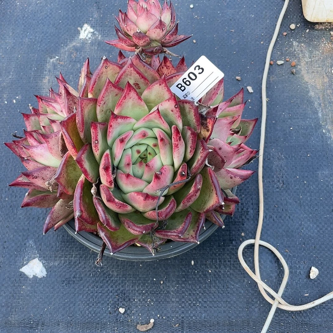 若如东云单拍B603