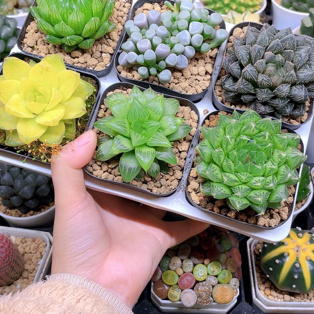 玉露六件套多肉，原盆