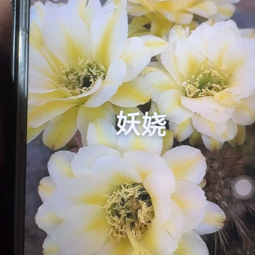 妖娆侧芽5公分毛花柱仙人球