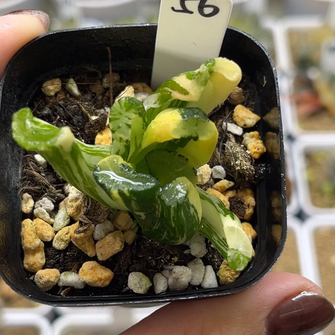 56白妙万象锦福利专场