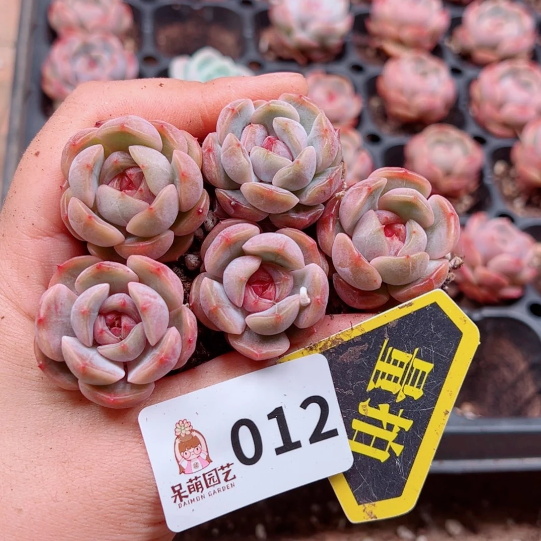 当前无花朵，栽培后可花朵